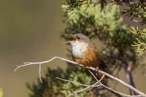 Canyon Wren Catherpes mexicanus Santa Catalina Mountains, Arizona, United States 18 March Adult