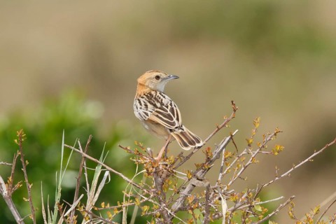 Stout Cisticola (Cisticola robustus), Masai Mara, Kenya