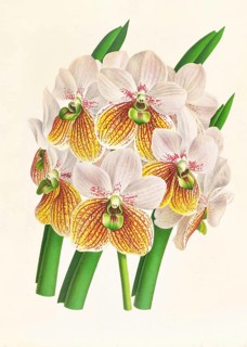 Orchid, Vanda Sanderiana var Labello Viridi, authentic reproduction of an illustration by Jean