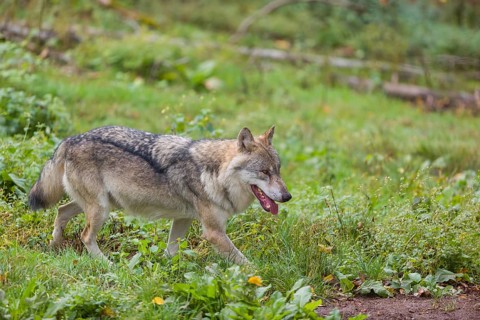 One eurasian gray wolf (Canis lupus lupus) walking over a green meadow in an open forest. Grass and