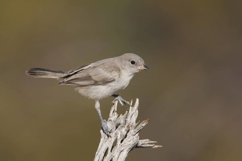 Verdin (Auriparus flaviceps), California, USA