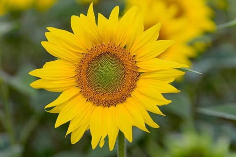 Sunflower field, sunflower (Helianthus annuus) in bloom, close-up, North Rhine-Westphalia, Germany
