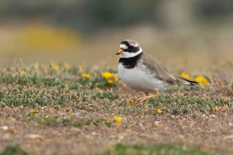 Ringed plover (Charadrius hiaticula) adult wading bird on a shingle dune in spring, Suffolk,