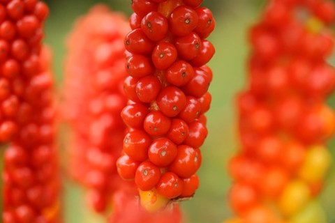 Common arum (Arum maculatum), stem with red berries, spike, inflorescence, macro shot, depth of
