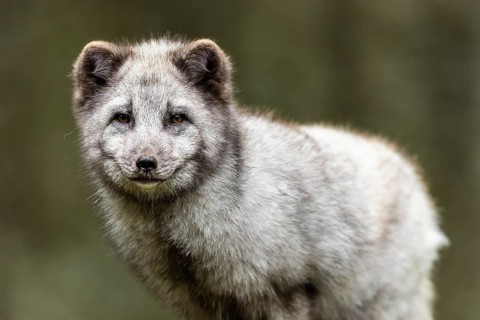 A close-up of an arctic fox (Alopex lagopus)