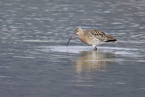 Eurasian curlew (Numenius arquata), foraging, Klingnauer Stausee nature reserve, Canton Aargau,