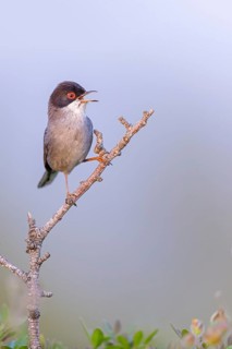 Velvet-headed warbler, (Sylvia melanocephala), warbler family, biotope, habitat, perch, foraging,