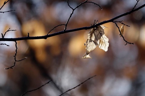 Autumn leaves on a branch, winter, Germany