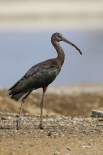 Glossy Ibis (Plegadis falcinellus), Oman