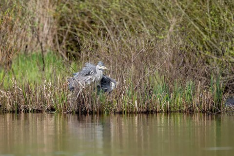 Grey heron (Ardea cinerea), Vulkaneifel, Rhineland-Palatinate, Germany