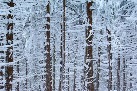 Snow-covered conifers in a dense forest, winter atmosphere, Brocken, Wernigerode, Harz, Harz