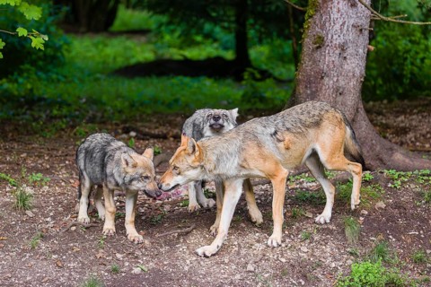 An adult grey she-wolf (Canis lupus lupus) and two of her pups are standing at the edge of the