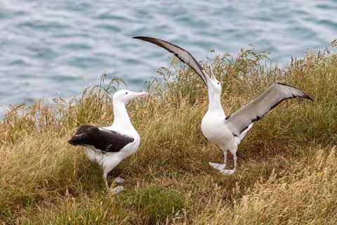 Albatros (Diomedea sanfordi), Taiaroa Head, Otago Peninsula, Neuseeland
