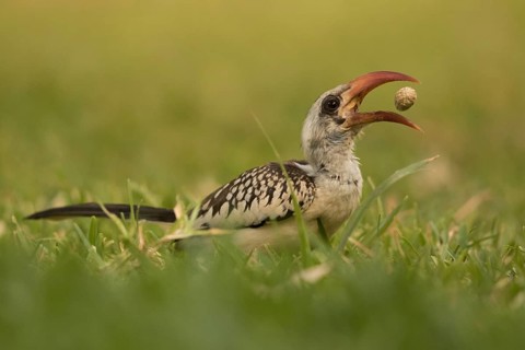 Western Red-billed Hornbill (Tockus kempi) eating peanut, Gambia