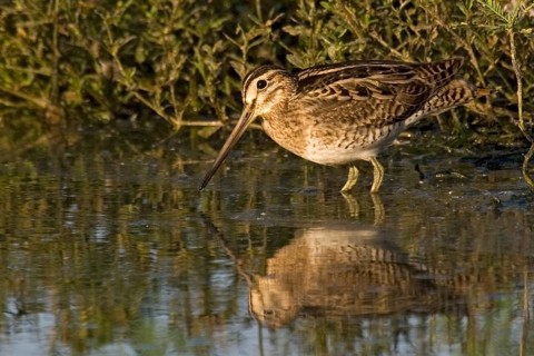 Swinhoe's Snipe (Gallinago megala), Western Australia, Australia