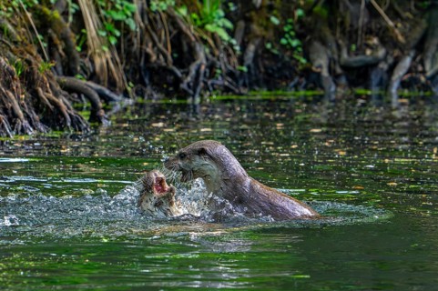 Two Eurasian otters, European river otter (Lutra lutra) play fighting in stream
