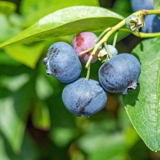 Blueberry (Vaccinium corymbosum 'Bluetta'), Cambridge Botanical Garden, Germany