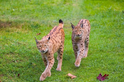 Two Eurasian lynx (Lynx lynx) plays walk side by side on a green meadow towards the camera