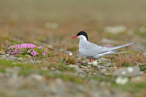 Arctic Tern, Sterna paradisaea, white bird with black cap, with Arctic landscape in background,