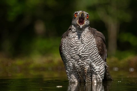 Northern Goshawk (Accipiter gentilis) calling at a waterhole, Subotica, Serbia