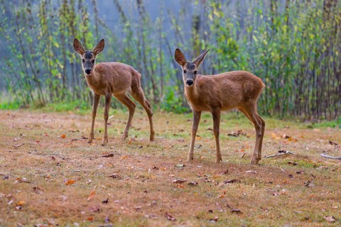 Two roe deer fawns (Capreolus capreolus) cross a meadow