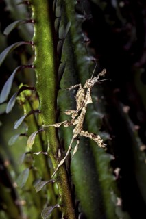 A leaf mantis camouflages itself on a green part of a plant in its natural environment, ghost