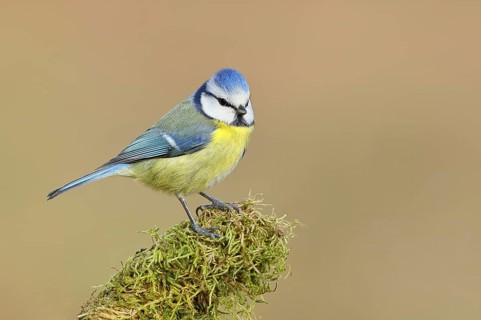 Blue tit (Parus caeruleus), sitting on moss-covered dead wood, Wilnsdorf, North Rhine-Westphalia,