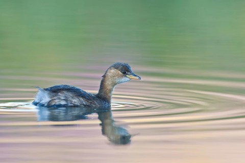 Little Grebe (Tachybaptus ruficollis), Tuscany, Italy