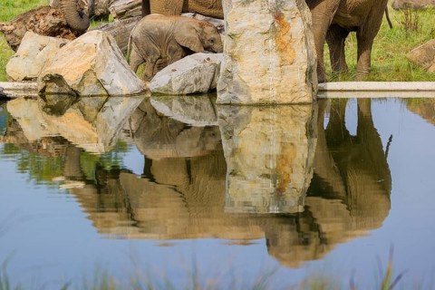 Adult female African elephant (Loxodonta africana) with 4 month old baby at a water hole, with