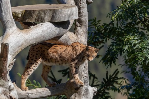 One Eurasian lynx, (Lynx lynx), standing high up on a dead tree. Frontal view with mountains and