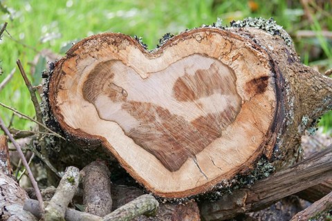 A tree stump reveals a natural heart shape within its rings, showcasing intricate wood textures.