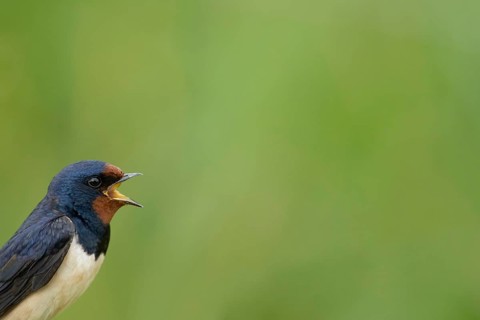 Barn swallow (Hirundo rustica) adult bird calling in summer, England, United Kingdom