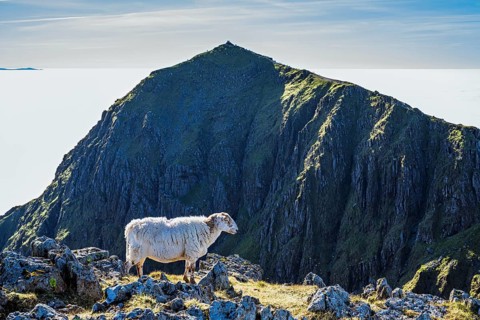Sheeps on Snowdon Massif, Snowdon Range, Snowdonia, North Wales, UK