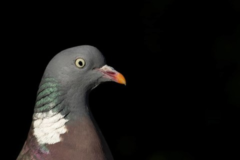 Wood pigeon (Columba palumbus) adult garden bird head portrait, Suffolk, England, United Kingdom