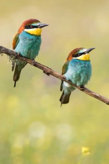 European Bee-eater (Merops apiaster) pair perched on a branch, Andalusia, Spain