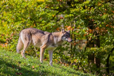 A eurasian gray wolf (Canis lupus lupus) stands on a hill, watching something