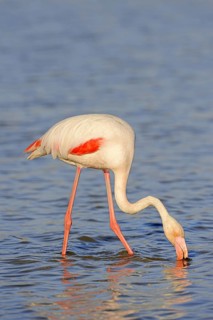 Greater flamingo (Phoenicopterus roseus) foraging, Camargue, Provence, southern France