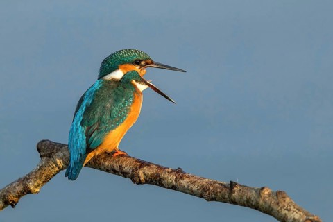 Common Kingfisher (Alcedo atthis) female regurgitating pellet, Mecklenburg-Western Pomerania,
