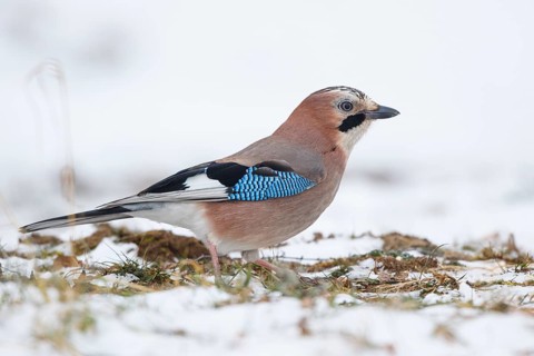 Eurasian Jay (Garrulus glandarius), Carinthia, Austria