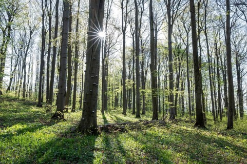 Red beech forest (Fagus sylvatica) in spring, with sunstar, Thuringia, Germany