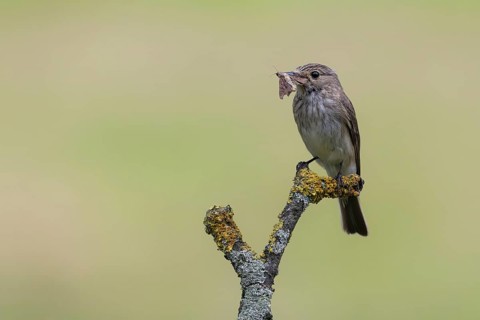 Spotted Flycatcher (Muscicapa striata) perched on a branch with insect prey in its beak, Lower