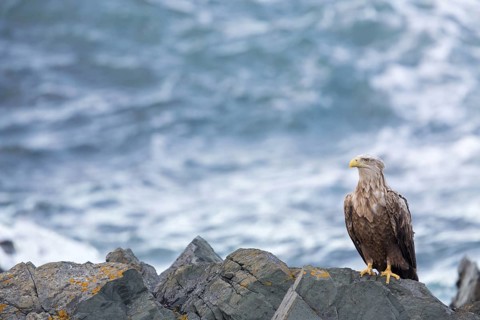 White-tailed eagle, bird of prey, animals, birds, (Haliaeetus albicill), Haliaaetus albicilla, hawk