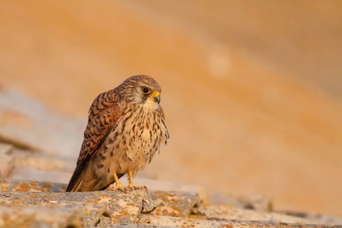 Lesser Kestrel (Falco naumanni), female resting on roof, Castile-La Mancha, Spain