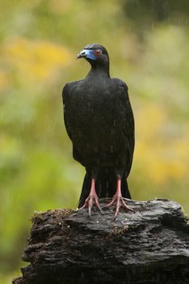 Black Guan (Chamaepetes unicolor), Costa Rica