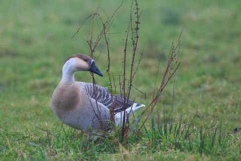 Swan Goose (Anser cygnoides), Netherlands