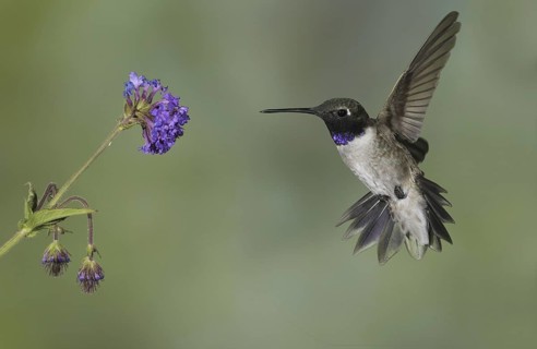 Black-chinned Hummingbird (Archilochus alexandri), Canada