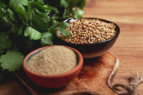 A bunch of fresh cilantro, coriander seeds and powder bowls, close-up, top view, no people, food