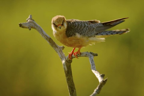 Red-footed Falcon, Falco vespertinus, bird sitting on branch with clear green background, cleaning