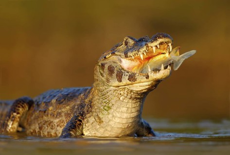 Caiman, Yacare Caiman, crocodile with fish in mouth with evening sun, in the river, Pantanal,