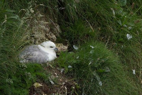 Northern fulmar (Fulmarus glacialis) adult seabird bird on a nest on a cliff, RSPB Bempton cliffs